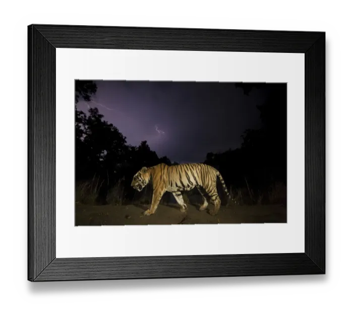 Framed Print : Bengal tiger (Panthera tigris tigris) walking at night dominant male (T29) with monsoon clouds and lightning. Kanha National Park, Central India Framed Print : Bengal tiger (Panthera tigris tigris) walking at night dominant male (T29) with monsoon clouds and lightning. Kanha National Park, Central India