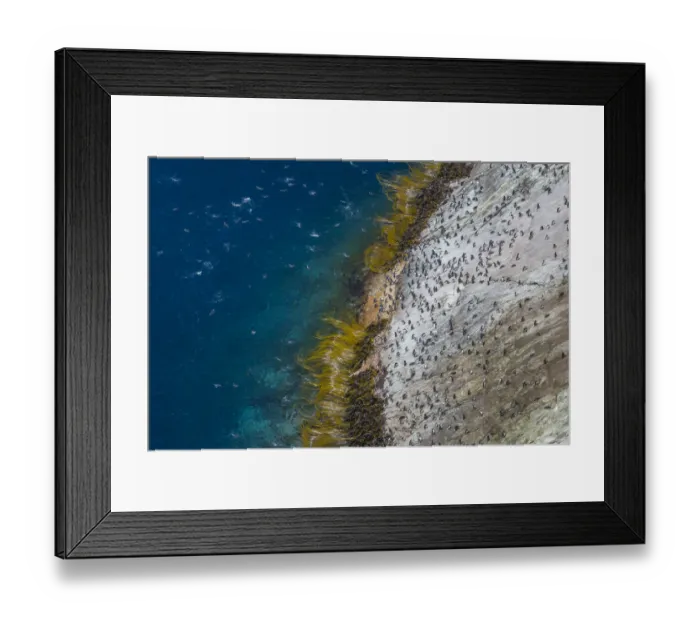 Framed Print : Snares island crested penguin (Eudyptes robustus) colony on the coast, high angle view Framed Print : Snares island crested penguin (Eudyptes robustus) colony on the coast, high angle view