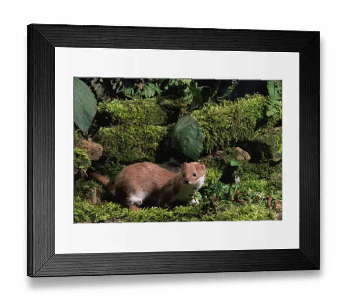 Framed Print : Weasel on mossy wall {Mustela nivalis} Captive, UK Framed Print : Weasel on mossy wall {Mustela nivalis} Captive, UK