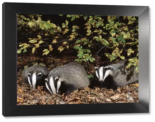 Three 10 month old Badgers {Meles meles} browsing in leaf litter at night, Derbyshire, UK