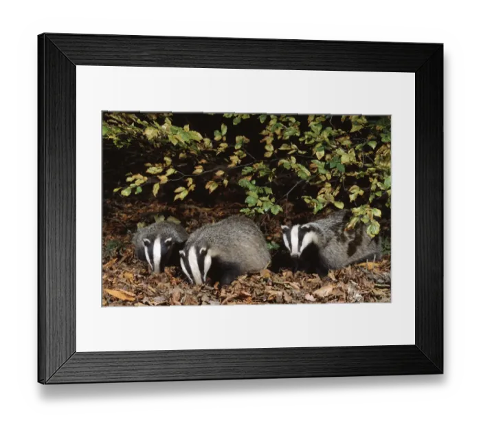 Framed Print : Three 10 month old Badgers {Meles meles} browsing in leaf litter at night, Derbyshire, UK Framed Print : Three 10 month old Badgers {Meles meles} browsing in leaf litter at night, Derbyshire, UK