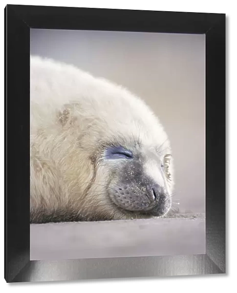 Grey seal pup sleeping {Halichoerus grypus} Lincolnshire, UK