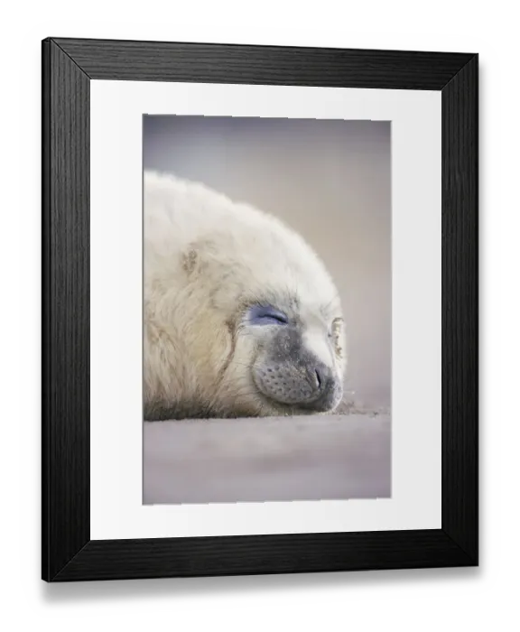 Framed Print : Grey seal pup sleeping {Halichoerus grypus} Lincolnshire, UK Framed Print : Grey seal pup sleeping {Halichoerus grypus} Lincolnshire, UK