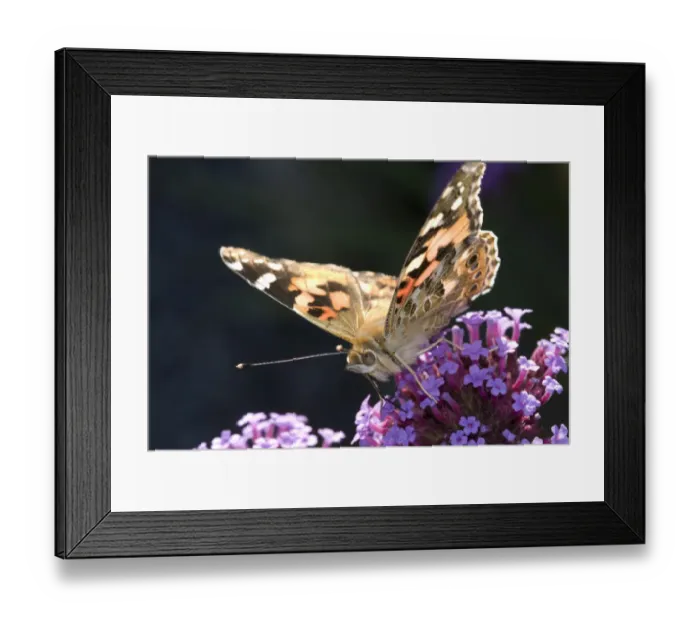 Framed Print : Painted Lady butterfly (Cynthia / Vanessa cardui) feeding on {Verbena bonariensis} flowers Framed Print : Painted Lady butterfly (Cynthia / Vanessa cardui) feeding on {Verbena bonariensis} flowers