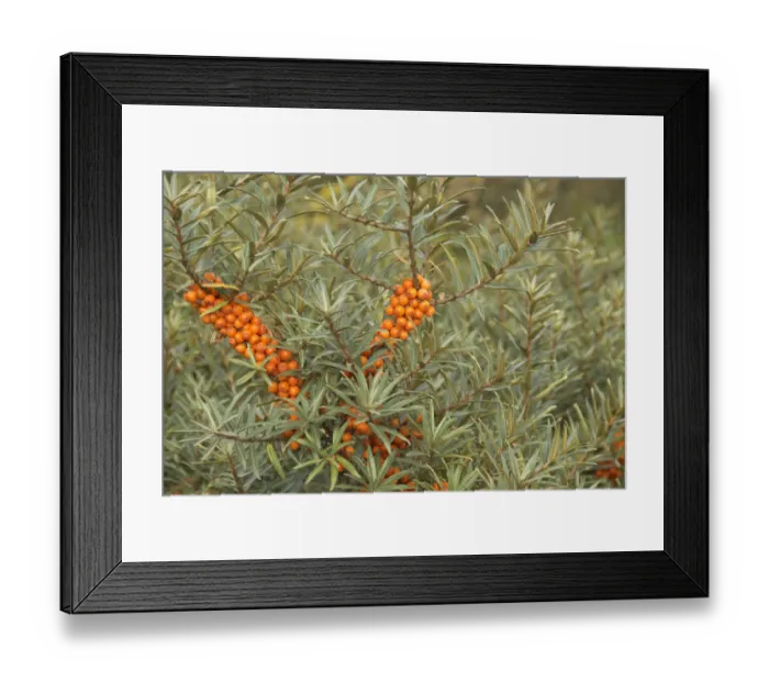 Framed Print : Sea Buckthorn (Hippophae rhamnoides) with ripe berries, Norfolk, England, UK, September Framed Print : Sea Buckthorn (Hippophae rhamnoides) with ripe berries, Norfolk, England, UK, September