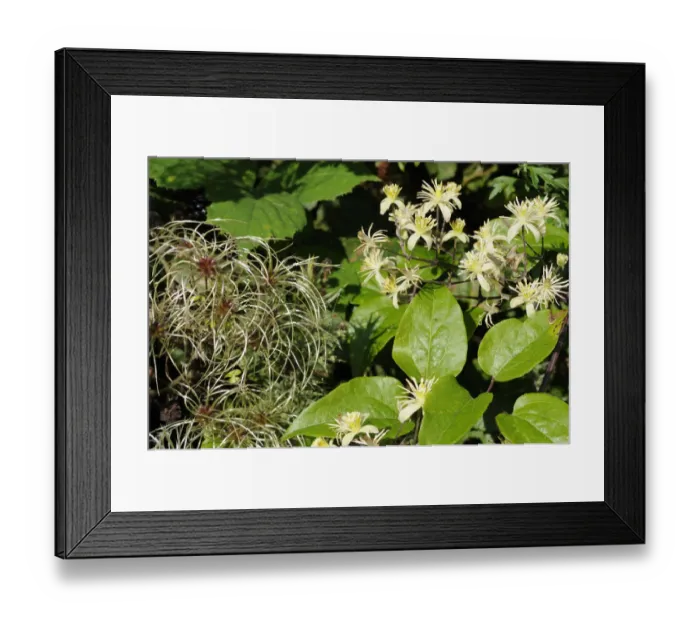 Framed Print : Old mans beard / Travellers joy {Clematis vitalba} growing in hedgerow showing Framed Print : Old mans beard / Travellers joy {Clematis vitalba} growing in hedgerow showing