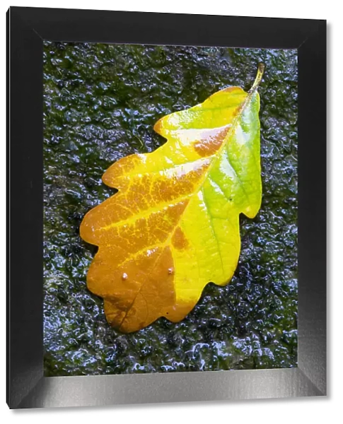 English  /  Pedunculate oak (Quercus robur) leaf on wet rocks, Aberfoyle, Stirlingshire