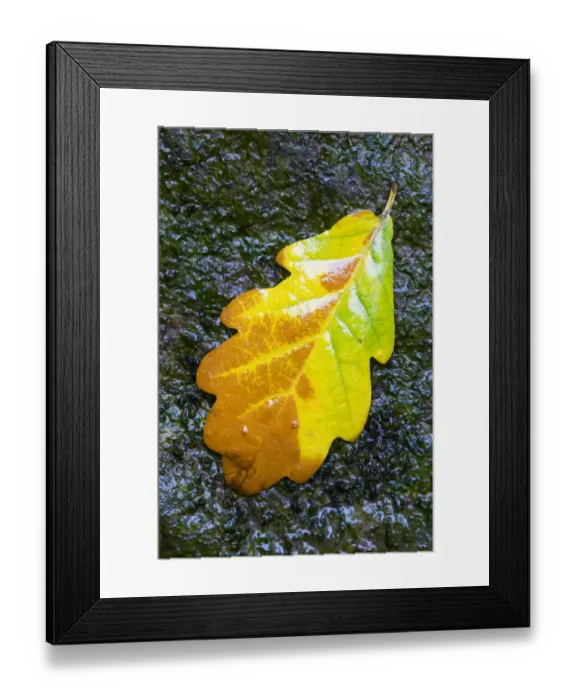 Framed Print : English / Pedunculate oak (Quercus robur) leaf on wet rocks, Aberfoyle, Stirlingshire Framed Print : English / Pedunculate oak (Quercus robur) leaf on wet rocks, Aberfoyle, Stirlingshire
