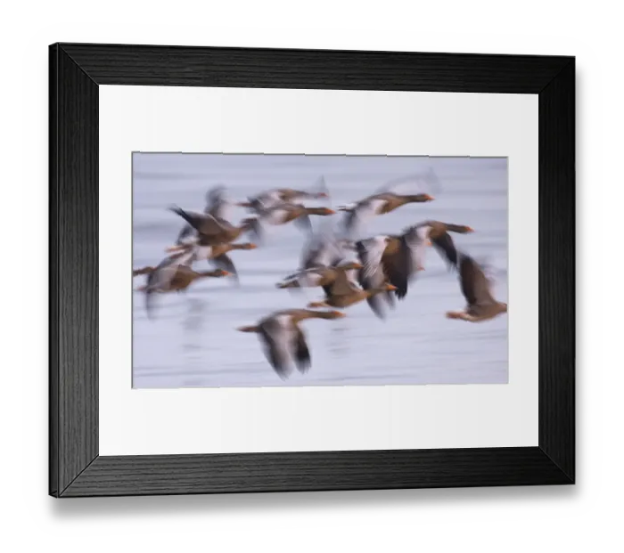 Framed Print : Group of Greylag geese (Anser anser) flying in the half light before dawn, Snettisham RSPB reserve Framed Print : Group of Greylag geese (Anser anser) flying in the half light before dawn, Snettisham RSPB reserve