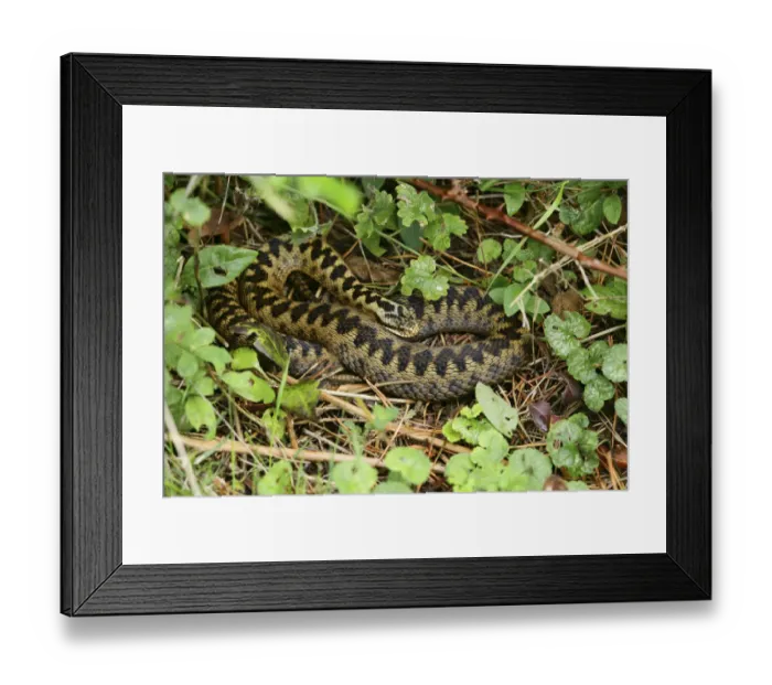 Framed Print : Female Adder (Vipera berus) basking in hazy September sun, Surrey, England Framed Print : Female Adder (Vipera berus) basking in hazy September sun, Surrey, England