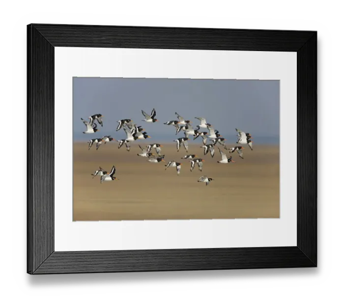 Framed Print : Oystercatcher (Haematopus ostralegus) flock in flight, Liverpool Bay, Lancashire, UK Framed Print : Oystercatcher (Haematopus ostralegus) flock in flight, Liverpool Bay, Lancashire, UK