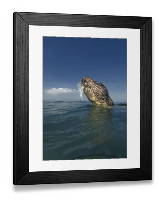 Framed Print : Grey Seal (Halichoerus grypus) head above water surface, Wales, UK, September Framed Print : Grey Seal (Halichoerus grypus) head above water surface, Wales, UK, September