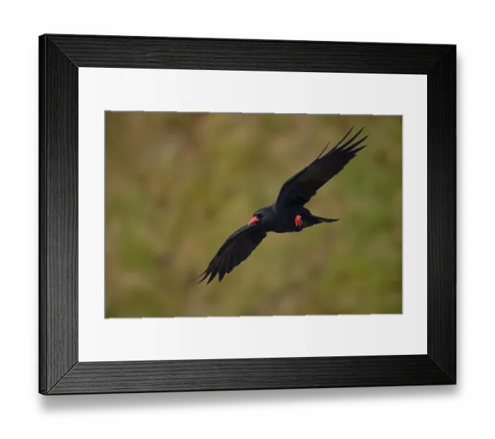 Framed Print : Chough (Pyrrhocorax pyrrhocorax) in flight along cliffs, digital composite, South Stack Framed Print : Chough (Pyrrhocorax pyrrhocorax) in flight along cliffs, digital composite, South Stack