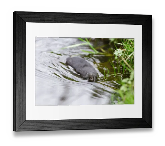 Framed Print : Dark-haired Water Vole (Arvicola terrestris) in upland stream, Cairngorms National Park Framed Print : Dark-haired Water Vole (Arvicola terrestris) in upland stream, Cairngorms National Park