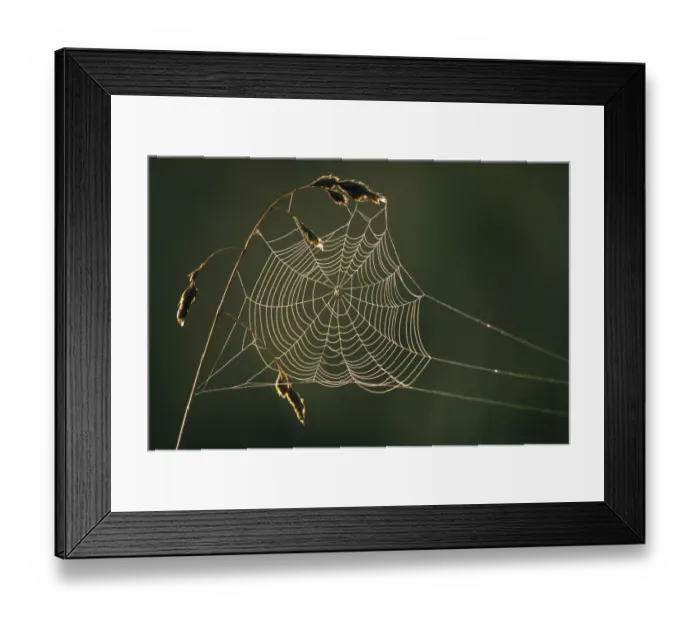 Framed Print : Dew on cobweb, Berwickshire, Scotland, UK, September Framed Print : Dew on cobweb, Berwickshire, Scotland, UK, September