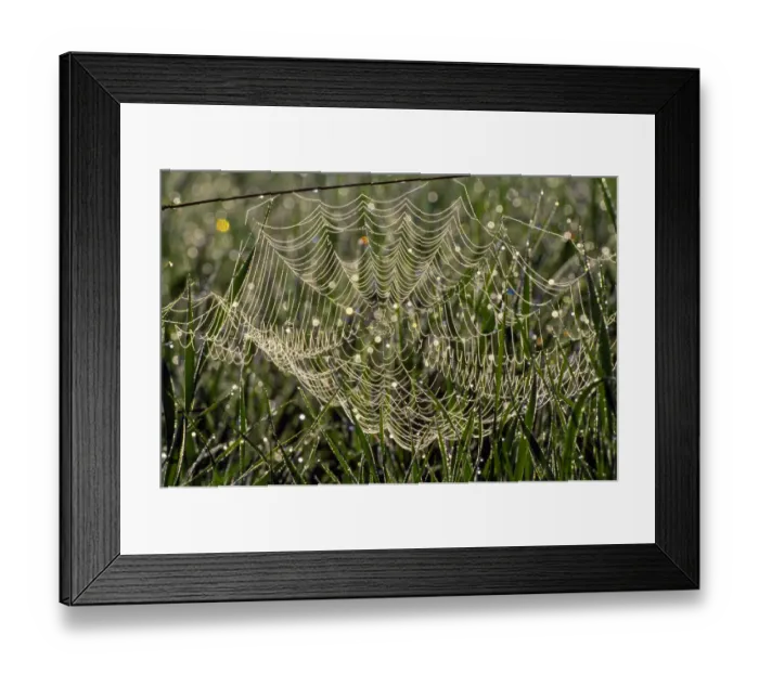 Framed Print : Dew on cobweb, Berwickshire, Scotland, UK, September Framed Print : Dew on cobweb, Berwickshire, Scotland, UK, September