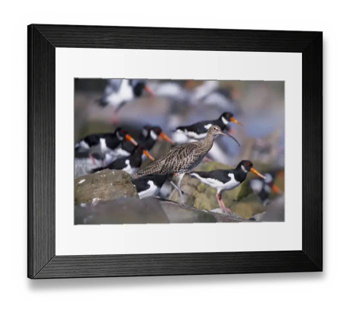 Framed Print : Curlew (Numenius arquata) roosting at high tide amongst Oystercatchers {Haematopus Framed Print : Curlew (Numenius arquata) roosting at high tide amongst Oystercatchers {Haematopus