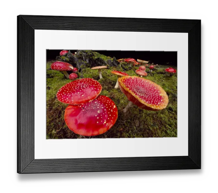 Framed Print : Fly Agaric Fungus (Amanita muscaria) within forestry plantation, Strathspey, Scotland Framed Print : Fly Agaric Fungus (Amanita muscaria) within forestry plantation, Strathspey, Scotland