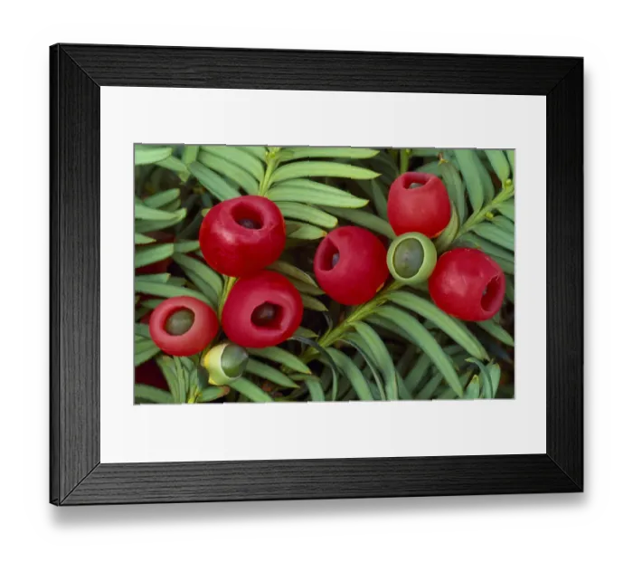 Framed Print : Yew berries (Taxus baccata) Berwickshire, Scotland, September Framed Print : Yew berries (Taxus baccata) Berwickshire, Scotland, September