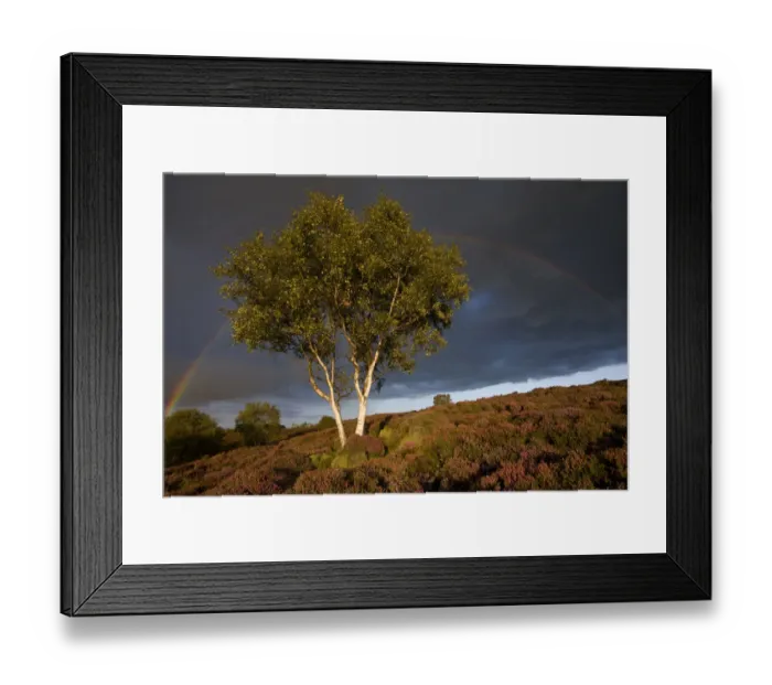 Framed Print : Silver Birch {Betula pendula  /  verrucosa} on heather moorland with stormy sky and rainbow
