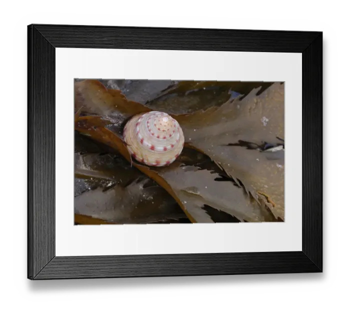 Framed Print : Painted topshell {Calliostoma zizyphinum} on seaweed, Ballyhenry Point, Strangford Lough Framed Print : Painted topshell {Calliostoma zizyphinum} on seaweed, Ballyhenry Point, Strangford Lough