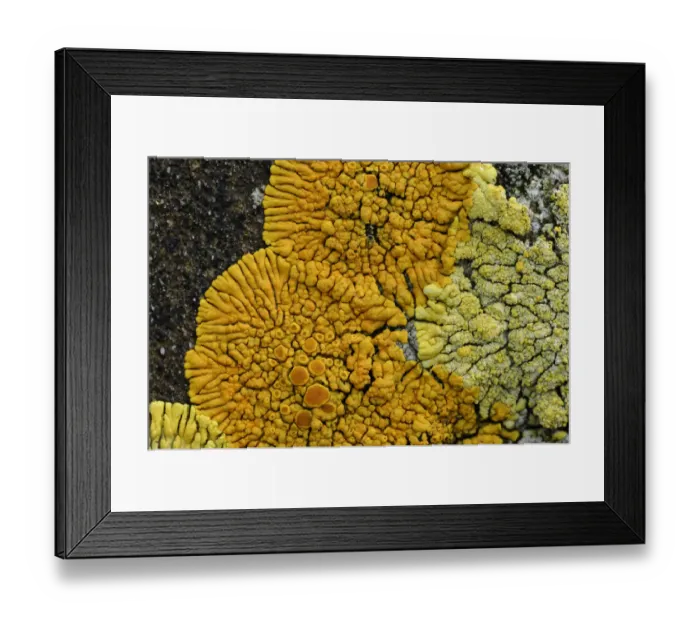 Framed Print : Lichen {Caloplaca verruculifera} Killard Point NNR, County Down, Northern Ireland Framed Print : Lichen {Caloplaca verruculifera} Killard Point NNR, County Down, Northern Ireland
