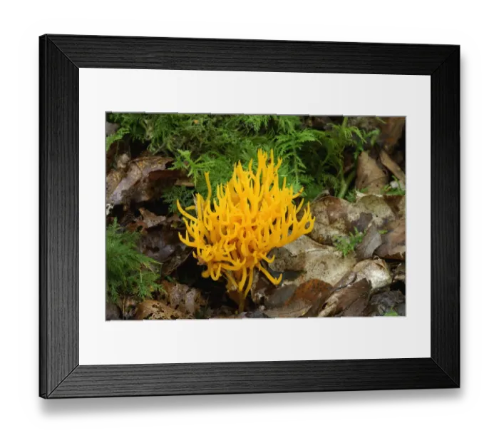 Framed Print : Yellow stagshorn fungus {Calocera viscosa} Annagarriff Wood Peatlands, Co. Armagh Framed Print : Yellow stagshorn fungus {Calocera viscosa} Annagarriff Wood Peatlands, Co. Armagh