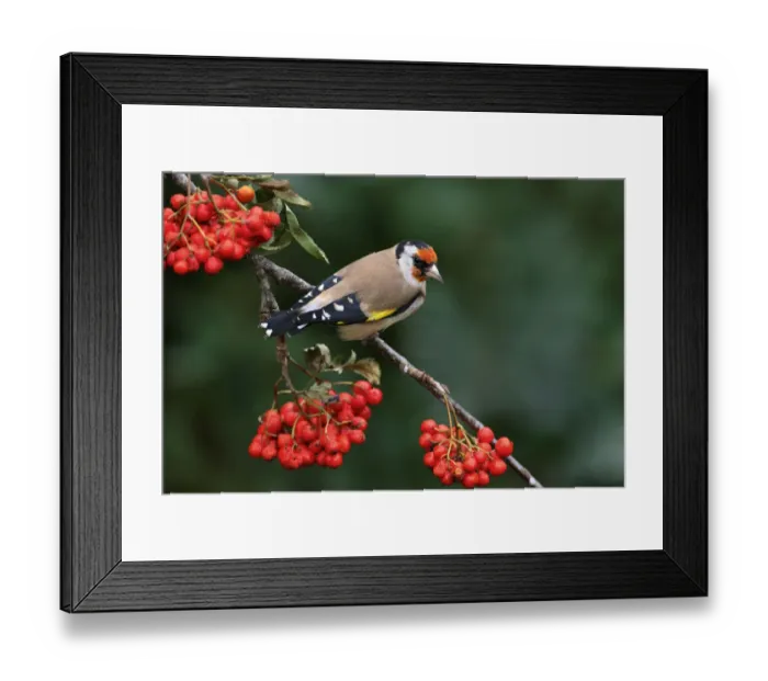 Framed Print : Goldfinch (Carduelis carduelis) perched on Rowan tree branch, Cheshire, UK, September Framed Print : Goldfinch (Carduelis carduelis) perched on Rowan tree branch, Cheshire, UK, September