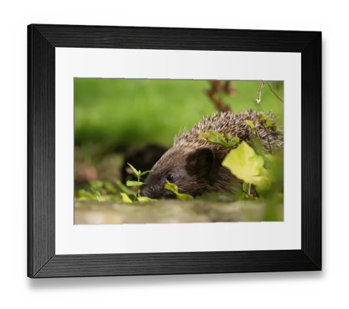 Framed Print : Hedgehog (Erinaceus europaeus) released adult foraging in garden, Sheffield, England, UK Framed Print : Hedgehog (Erinaceus europaeus) released adult foraging in garden, Sheffield, England, UK
