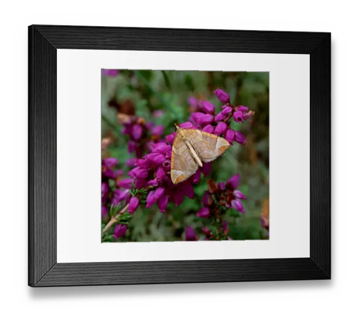 Framed Print : Chevron moth (Eulithis testata) on Bell heather flowers, Ballykinler Dunes, County Down Framed Print : Chevron moth (Eulithis testata) on Bell heather flowers, Ballykinler Dunes, County Down