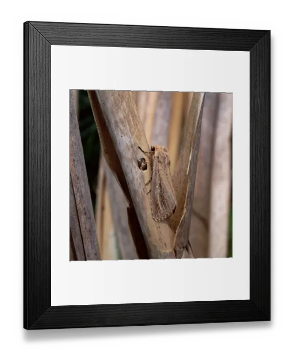Framed Print : Bulrush wainscot moth (Nonagria typhae) Ballykinler Dunes, County Down, Northern Ireland Framed Print : Bulrush wainscot moth (Nonagria typhae) Ballykinler Dunes, County Down, Northern Ireland
