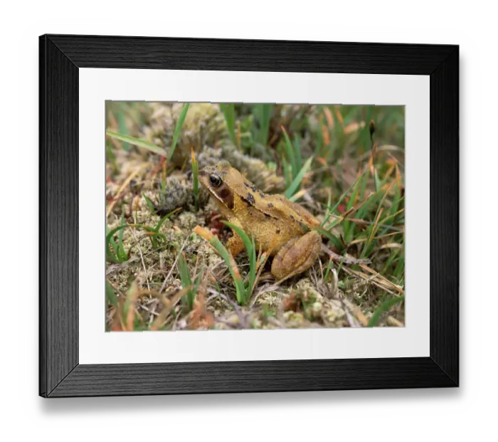 Framed Print : Common frog (Rana temporaria) amongst vegetation, Montiaghs Moss NNR, County Antrim Framed Print : Common frog (Rana temporaria) amongst vegetation, Montiaghs Moss NNR, County Antrim