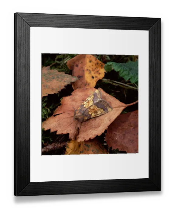 Framed Print : Frosted orange moth (Gortyna flavago) resting on fallen leaf, Ballykinler Sand Dunes Framed Print : Frosted orange moth (Gortyna flavago) resting on fallen leaf, Ballykinler Sand Dunes