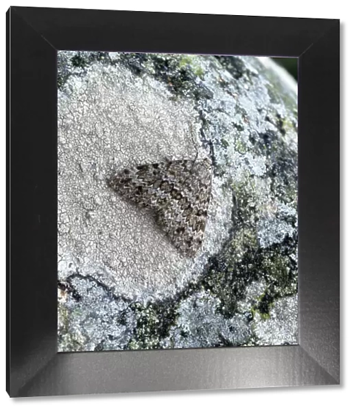 Grey mountain carpet moth (Entephria caesiata) on lichen, Benaughlin Cliffs, County Fermanagh