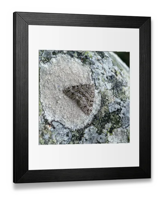 Framed Print : Grey mountain carpet moth (Entephria caesiata) on lichen, Benaughlin Cliffs, County Fermanagh Framed Print : Grey mountain carpet moth (Entephria caesiata) on lichen, Benaughlin Cliffs, County Fermanagh