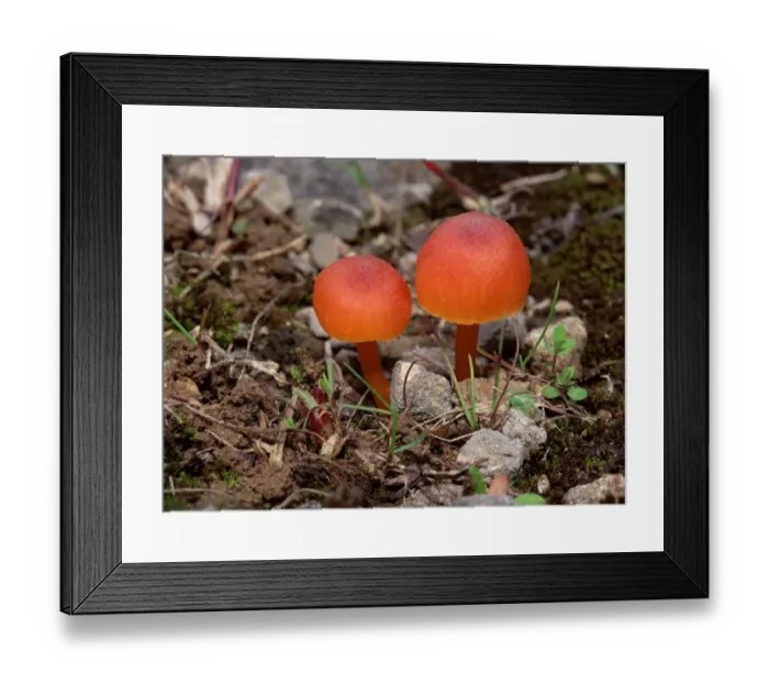 Framed Print : Wax cap fungus (Hygrocybe sp) Annagarriff Wood NNR, Peatlands, County Armagh, Northern Ireland Framed Print : Wax cap fungus (Hygrocybe sp) Annagarriff Wood NNR, Peatlands, County Armagh, Northern Ireland