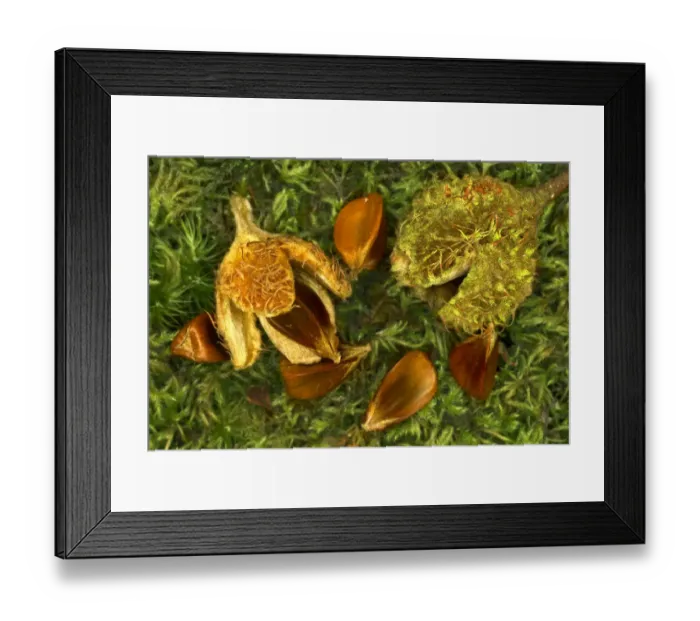 Framed Print : Beech nuts and beechmast of European beech tree {Fagus sylvatica} Dorset, UK, September Framed Print : Beech nuts and beechmast of European beech tree {Fagus sylvatica} Dorset, UK, September