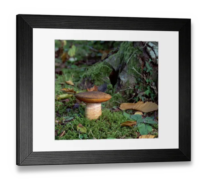 Framed Print : Yellow-crackling bolete fungus (Leccinum crocipodium) Tollymore Forest, County Down Framed Print : Yellow-crackling bolete fungus (Leccinum crocipodium) Tollymore Forest, County Down