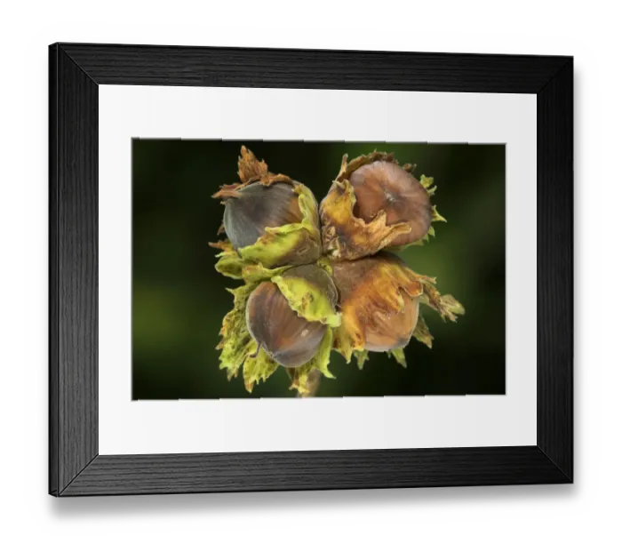 Framed Print : Hazel nuts (Corylus avellana) Dorset, UK September Framed Print : Hazel nuts (Corylus avellana) Dorset, UK September