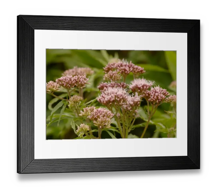 Framed Print : Hemp agrimony (Eupatorium cannabinum) in flower, UK Framed Print : Hemp agrimony (Eupatorium cannabinum) in flower, UK