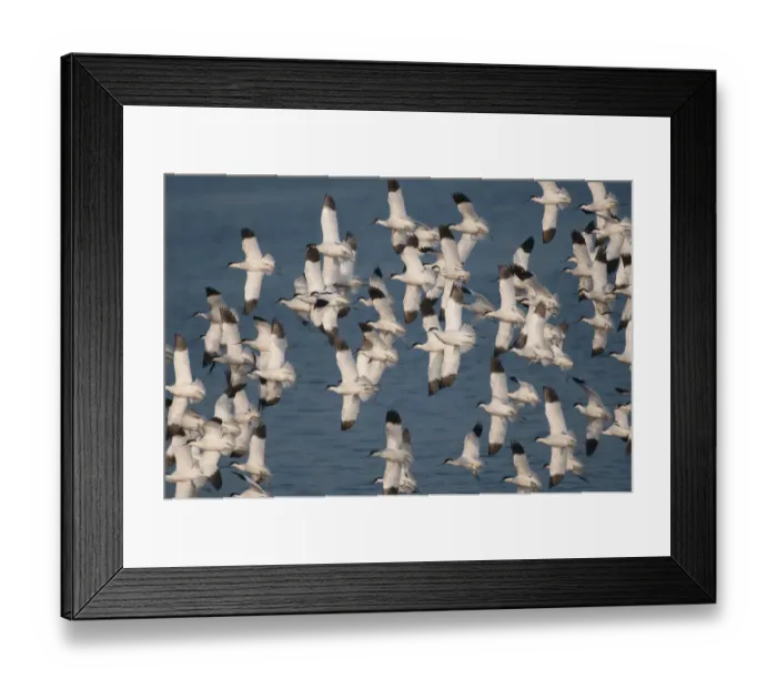 Framed Print : Avocets (Recurvirostra avosetta) flock of adults in flight at Snettisham RSPB Reserve Framed Print : Avocets (Recurvirostra avosetta) flock of adults in flight at Snettisham RSPB Reserve