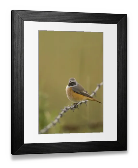 Framed Print : Redstart (Phoenicurus phoenicurus) perched on a barbed wire fence during autumn migration Framed Print : Redstart (Phoenicurus phoenicurus) perched on a barbed wire fence during autumn migration