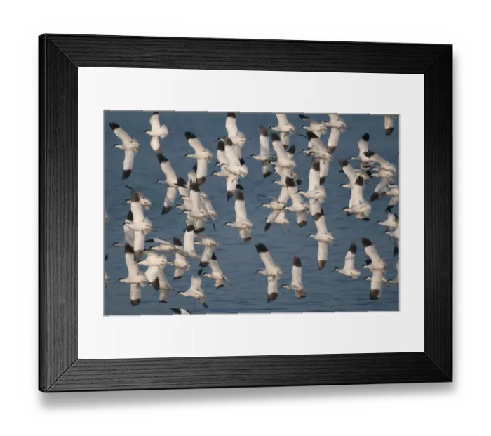Framed Print : Avocets (Recurvirostra avosetta) flock of adults in flight at Snettisham RSPB Reserve Framed Print : Avocets (Recurvirostra avosetta) flock of adults in flight at Snettisham RSPB Reserve