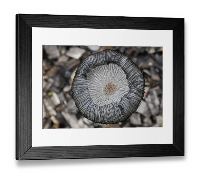 Framed Print : Hares Foot Inkcap (Coprinus lagopus) close-up showing upturned gills. Growing on wood chips Framed Print : Hares Foot Inkcap (Coprinus lagopus) close-up showing upturned gills. Growing on wood chips