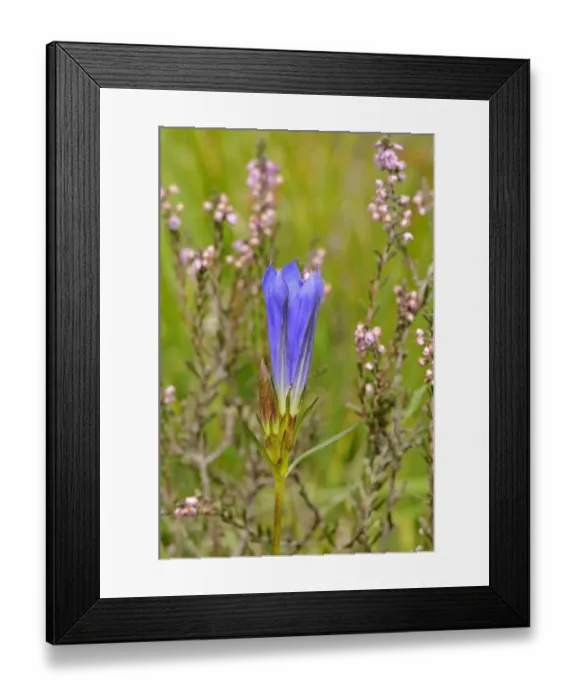 Framed Print : Marsh Gentian (Gentiana pneumonanthe) flowering, Ashdown Forest, Sussex, England, UK Framed Print : Marsh Gentian (Gentiana pneumonanthe) flowering, Ashdown Forest, Sussex, England, UK