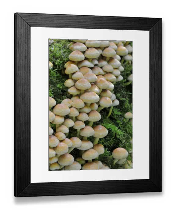 Framed Print : Sulphur Tuft Fungus (Hypholoma fasciculare) growing in clusters, Sussex, England, UK Framed Print : Sulphur Tuft Fungus (Hypholoma fasciculare) growing in clusters, Sussex, England, UK