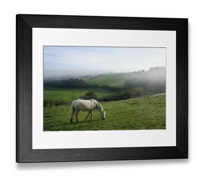 Framed Print : Welsh mountain pony (Equus caballus) grazing a hillside meadow on a foggy, dewy autumn morning Framed Print : Welsh mountain pony (Equus caballus) grazing a hillside meadow on a foggy, dewy autumn morning