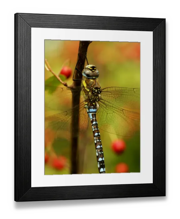 Framed Print : Male Migrant Hawker Dragonfly (Aeshna mixta) South London, UK, September Framed Print : Male Migrant Hawker Dragonfly (Aeshna mixta) South London, UK, September
