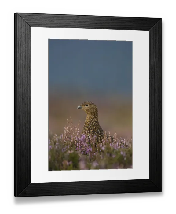 Framed Print : Red grouse (Lagopus lagopus scoticus) portrait of female, in purple heather, Peak District Framed Print : Red grouse (Lagopus lagopus scoticus) portrait of female, in purple heather, Peak District