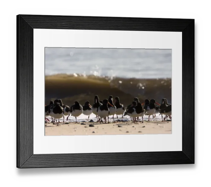 Framed Print : Oystercatchers (Haematopus ostralegus) roosting at high tide, Severn Estuary, Swansea